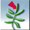 foliole